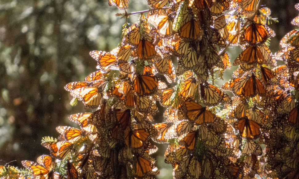 Monarcho drugeliai