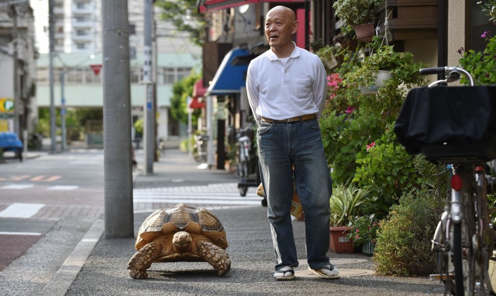 Tokijo gatvėse praeivius stebina didžiulį vėžlį vedžiojantis vyras