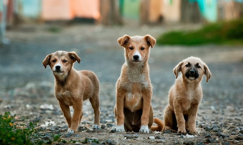 Gyvūnų prieglaudoms paremti „Iki“ skiria 30 tūkst. eurų