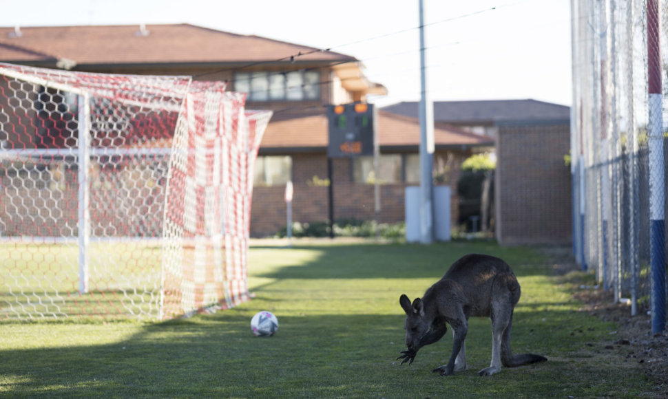 Australijoje kengūra išbėgo į futbolo aikštę