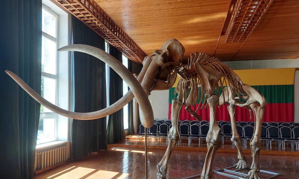 Šią vasarą Mosėdžio V.Into akmenų muziejaus lankytojų laukia unikali proga išvysti mamuto skeletą.