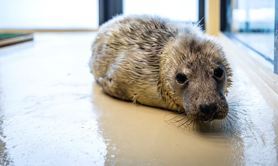 Kiek daugiau nei 12 kg sveriantis ruoniukas aptiktas kovo 11-ąją.