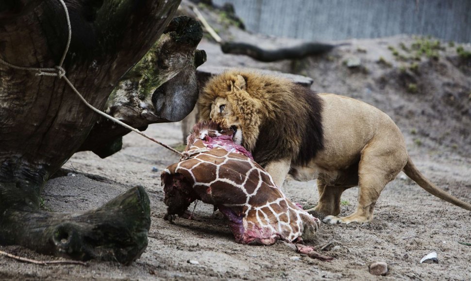 Nušauta žirafa sušerta kitiems zoologijos sodo žvėrims