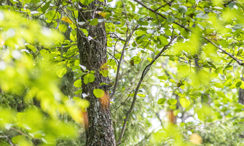 Į Žuvinto biosferos rezervatą ateina ruduo. Buktos miškas