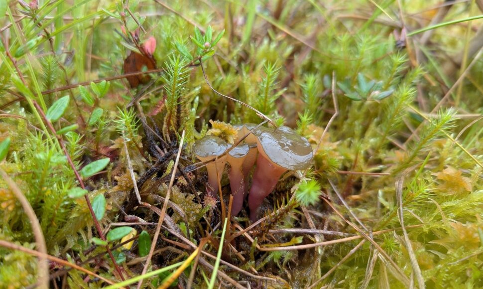 Žemaitijos nacionaliniame parke rastas Lietuvoje dar nematytas grybas &ndash; Ascocoryne turficola