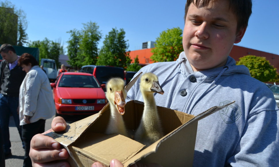 Mugės akimirka