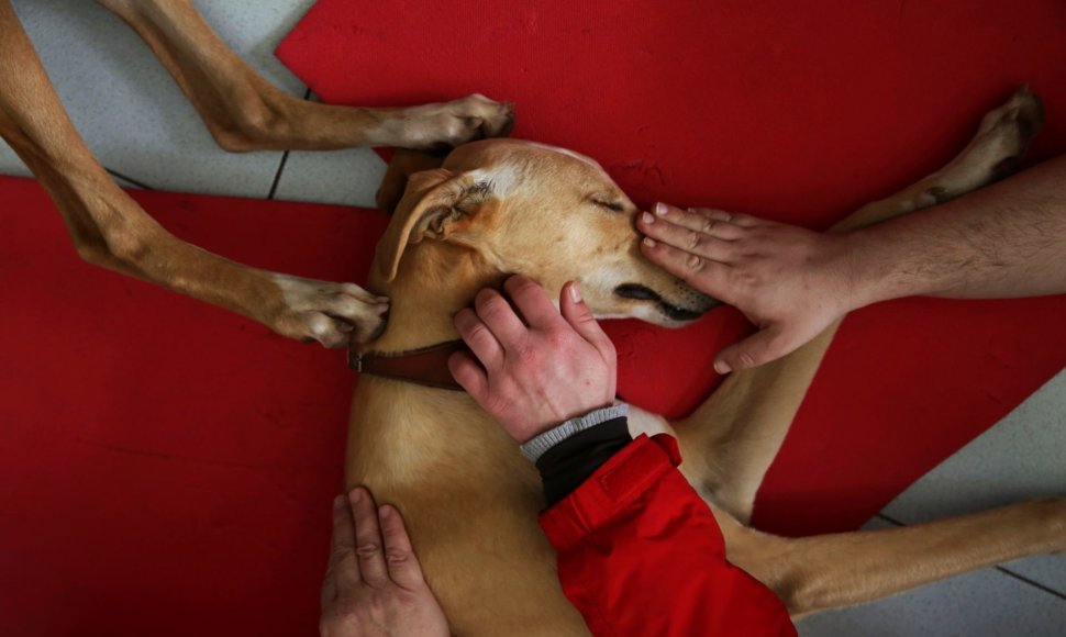 Ispanijos psichiatrijos klinikoje šunų terapija padeda net ir sunkiausiems pacientams