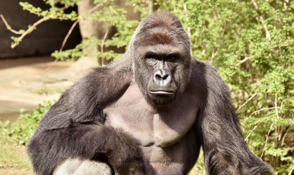 Sinsinačio zoologijos sode gyvenusios gorilos jau nebėra. 