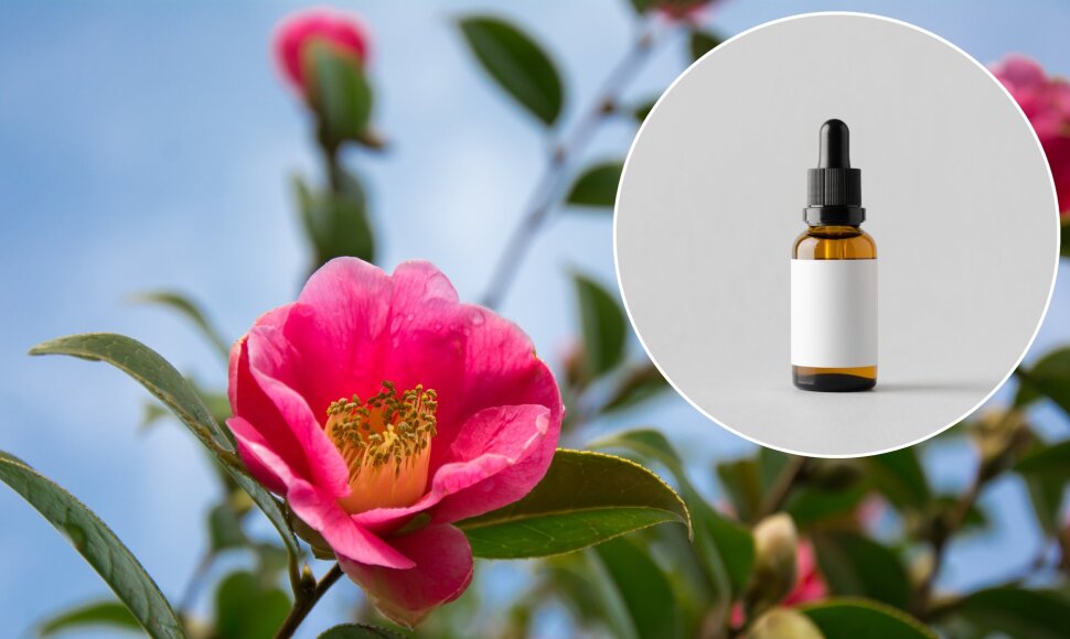 Camelia oil