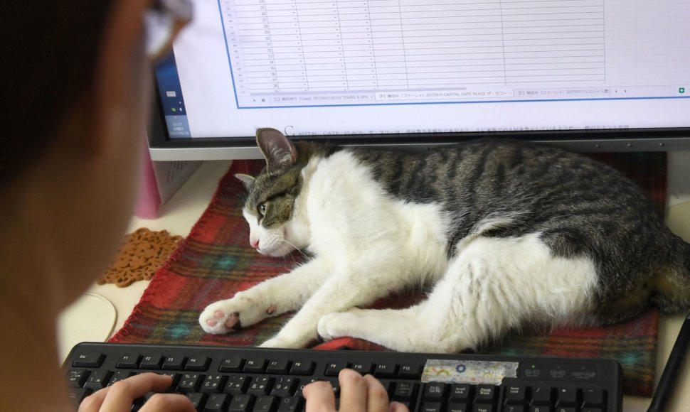 Nuo streso Japonijos darbuotojus gelbsti biuruose gyvenantys katinai