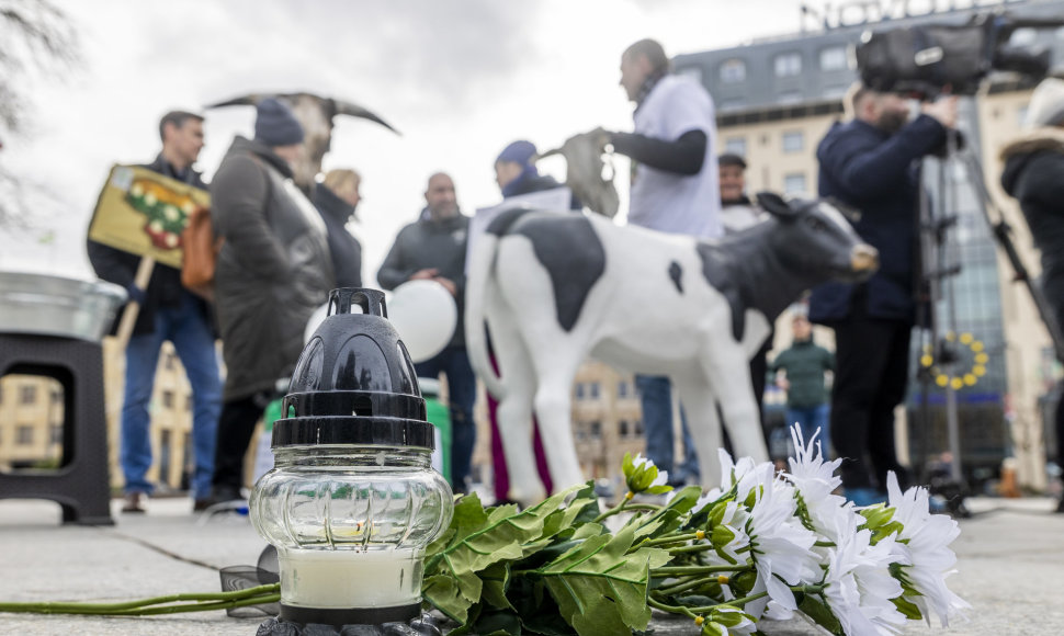Prie Vyriausybės ūkininkų protestas dėl pieno supirkimo kainų