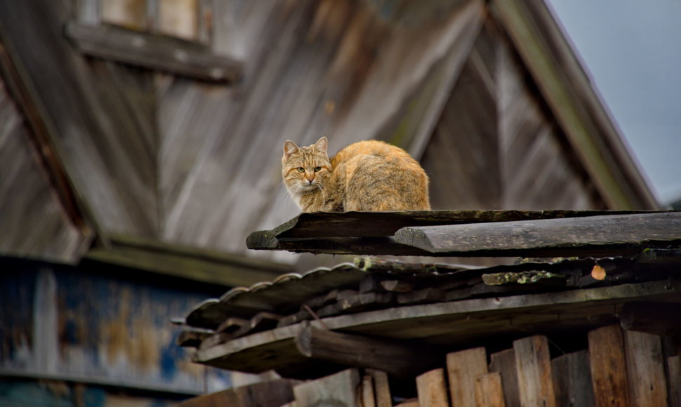 Katė ant stogo