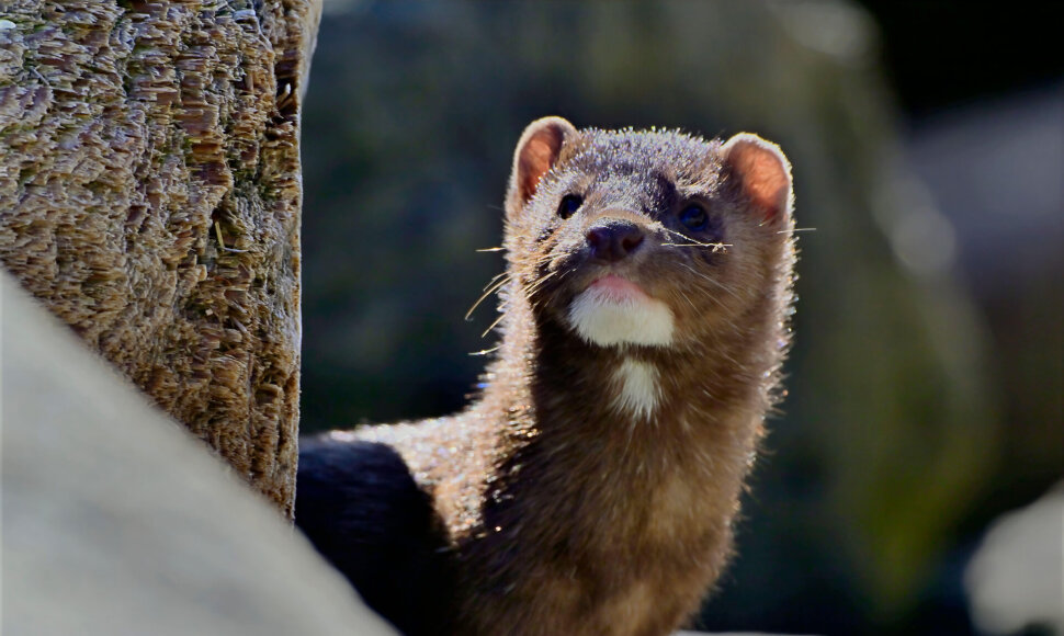 Robert McGouey/Wildlife / Alamy