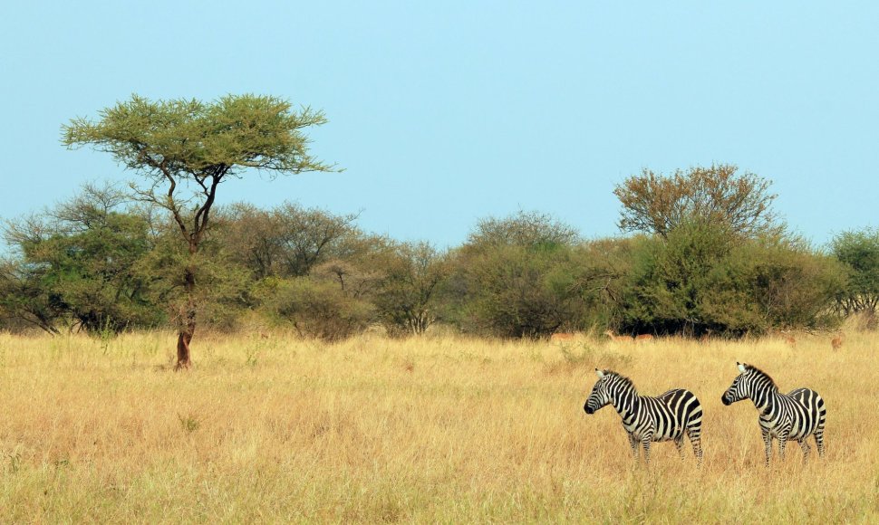 Tanzanija – šalis tiems, kurie mėgsta laukinius gyvūnus