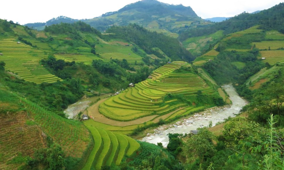 Ryžių terasos Mu Cang Chai regione Vietname