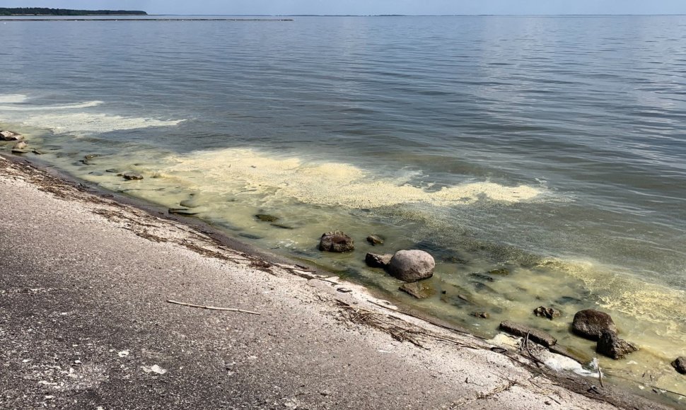 Marių ir jūros pakrantes žiedadulkės nudažė geltonai. 