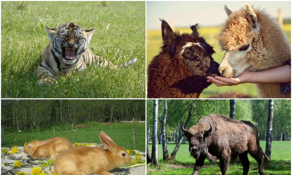 Lietuvoje veikia daugiau nei dešimt teminių zoologijos sodų, ūkių ir žvėrinčių