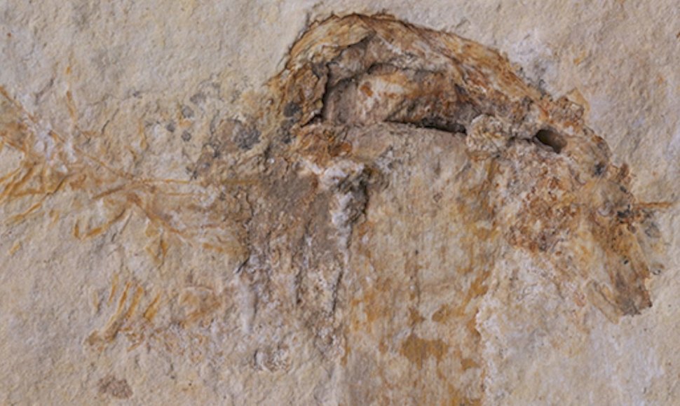 scientists-find-115-million-year-old-fossilized-mushroom