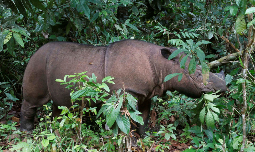 Malaizijoje nugaišo paskutinis šalyje išlikęs Sumatros raganosis