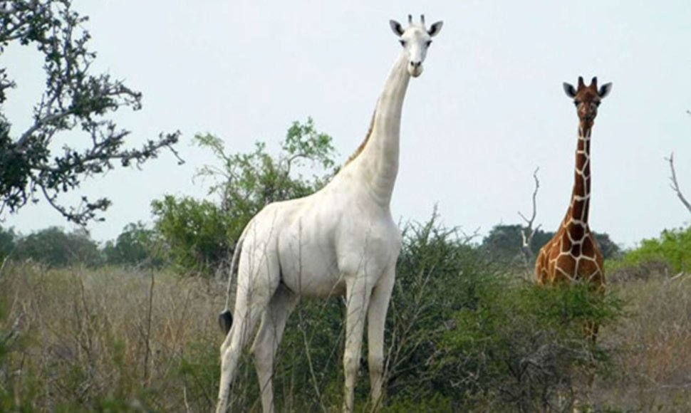 Baltoji žirafa Kenijoje esančiame rezervate