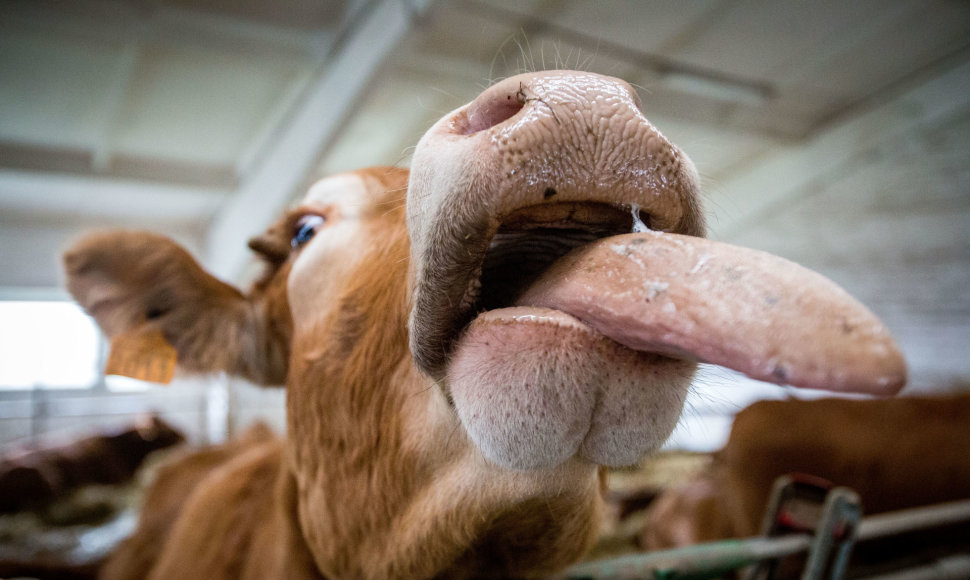 Karvės liežuvis