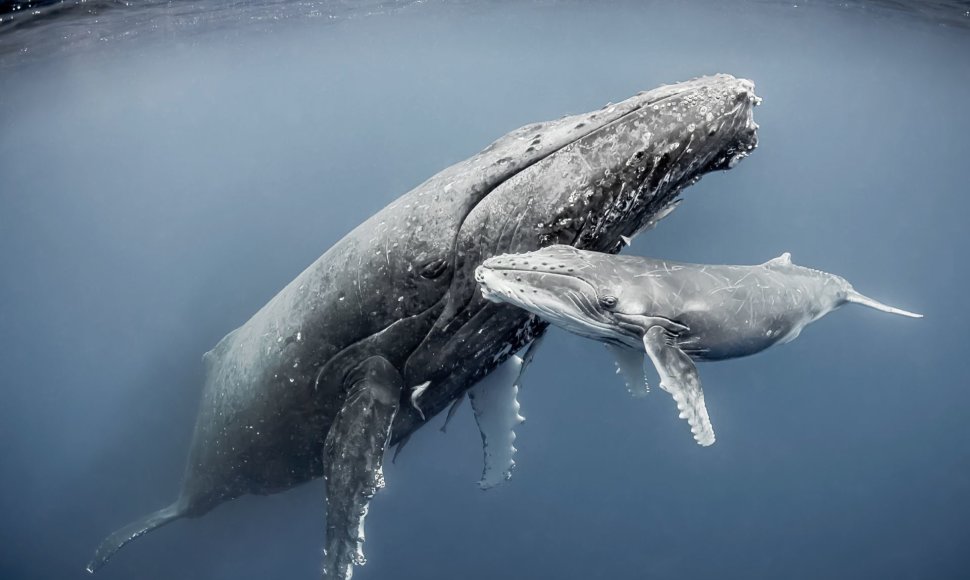 Įspūdingose nuotraukose – banginė su jaunikliu