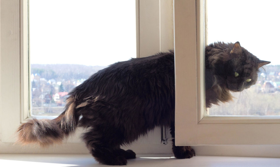 Katė prie lango