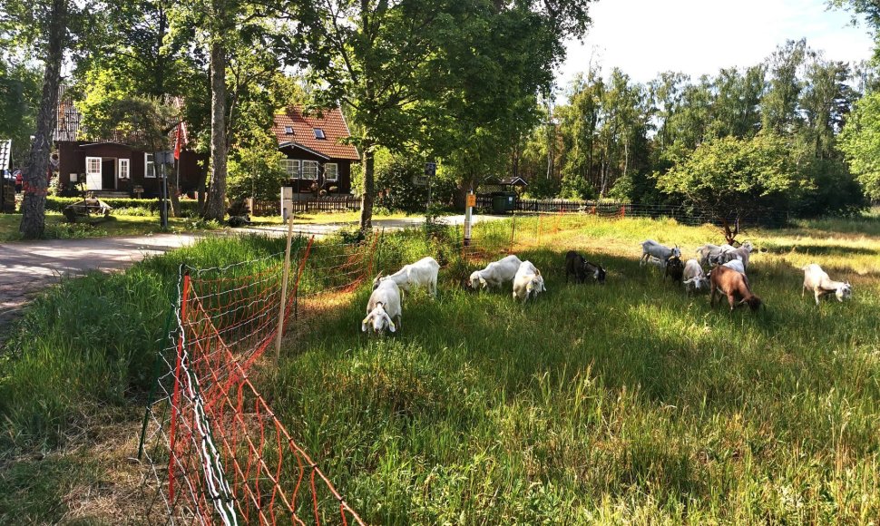 Ožkų banda netoli Pervalkos