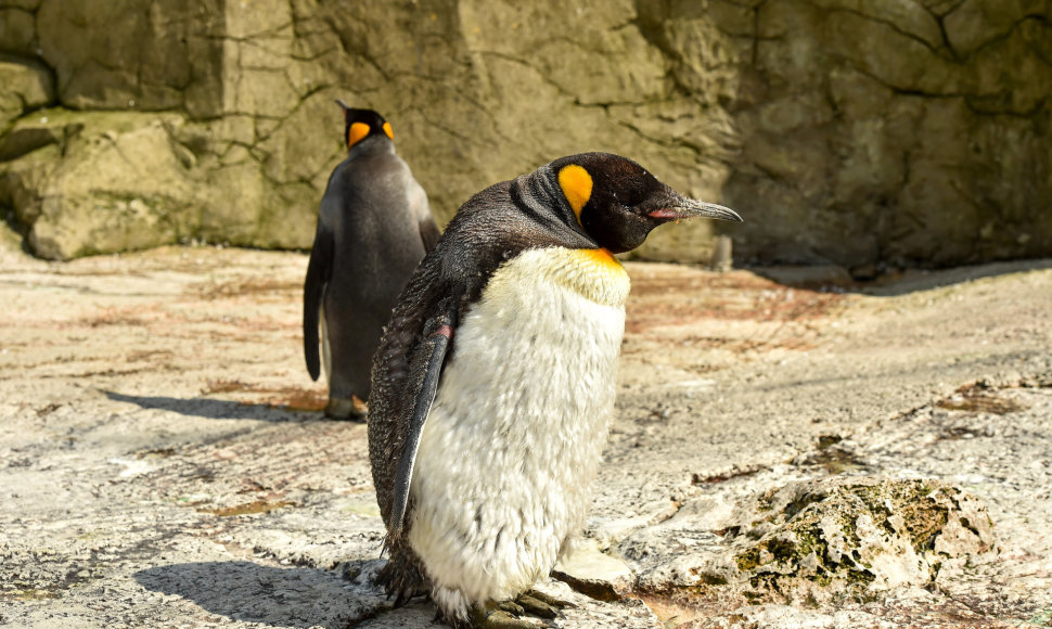 Akiniuotasis pingvinas