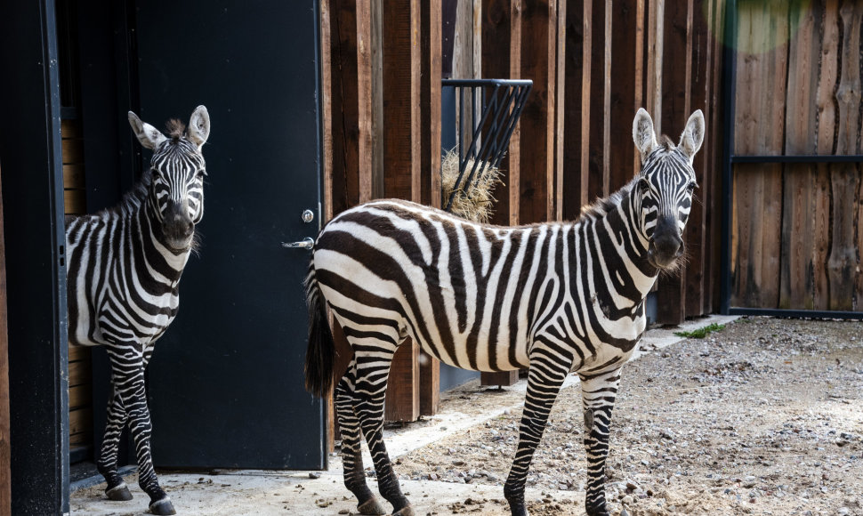 Lietuvos zoologijos sode apsigyveno bekarčiai savaniniai zebrai