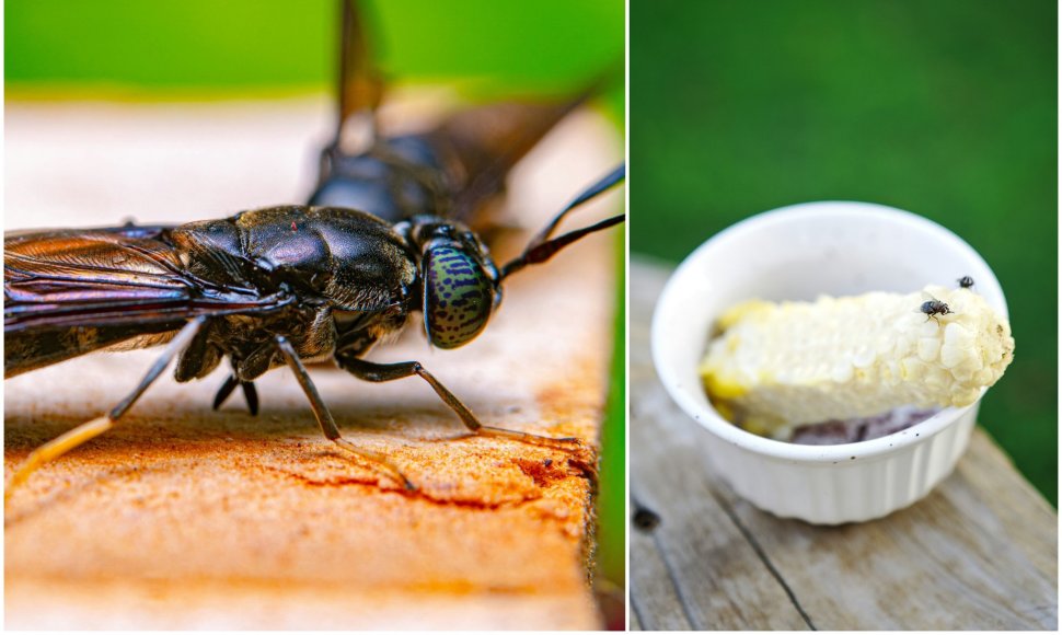 Nutūpdama ant maisto musė gali pernešti įvairias infekcijas