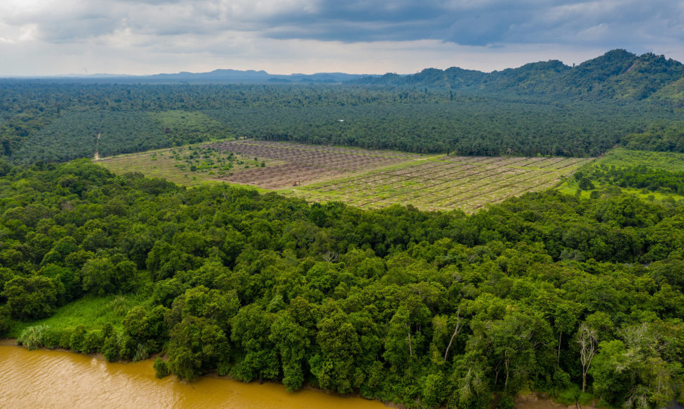 Medžių kirtimas Amazonės miškuose