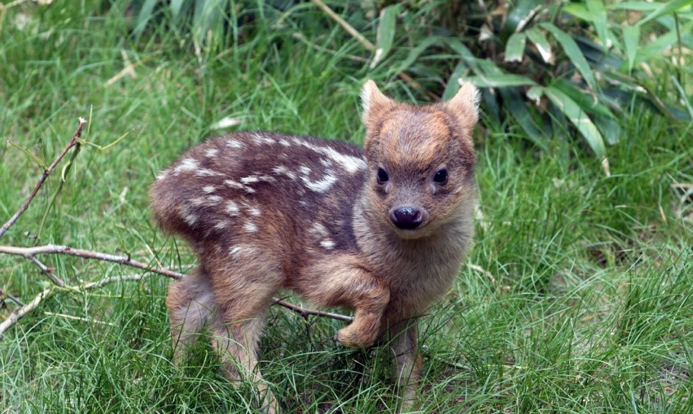 Mieliausi zoologijos sodų mažyliai