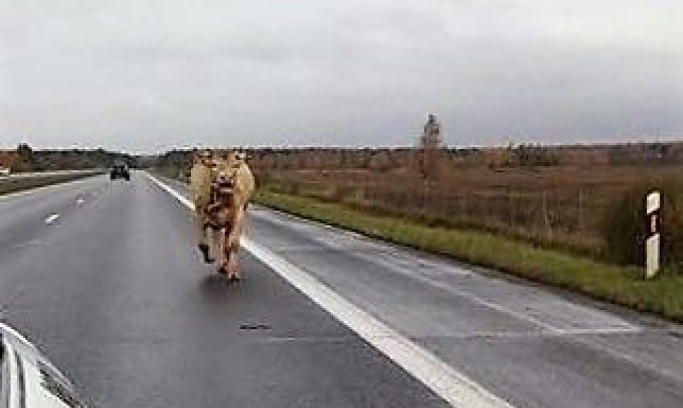 Bulius autostradoje