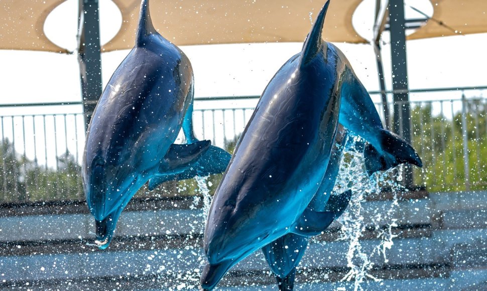 Lankytojams vėl atsiveria delfinariumas