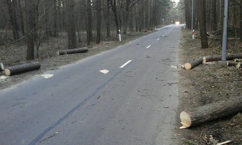 Medžių šalinimas nuo kelio
