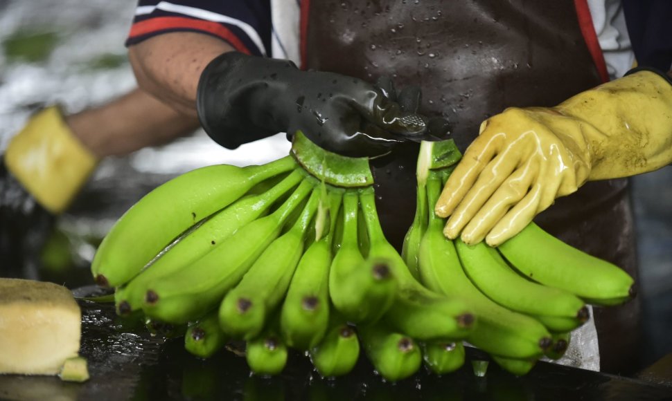 Darbas vienoje iš Ekvadoro bananų plantacijų