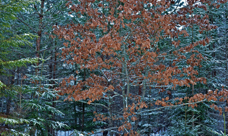 Visą žiemą braška ąžuolo lapai. 