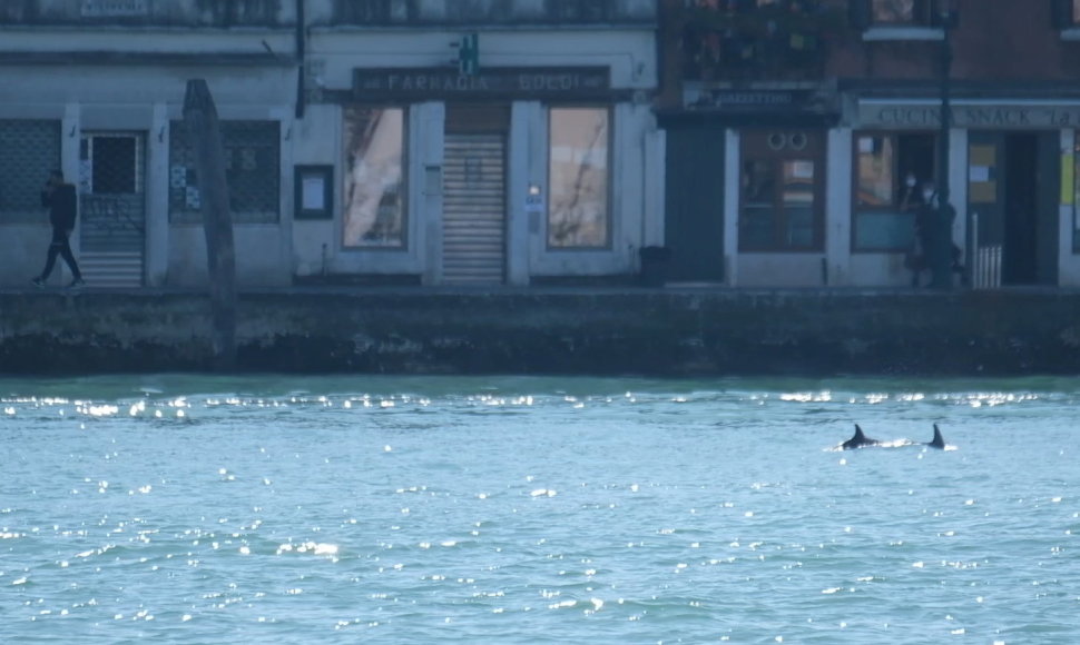 Į Veneciją atplaukė delfinai