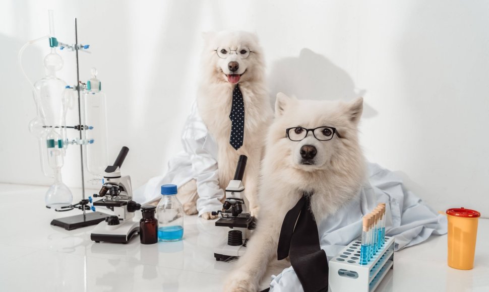 Šunys laboratorijoje