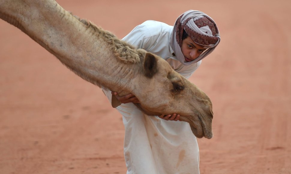 Berniukas žaidžia su kupranugariu Saudo Arabijoje
