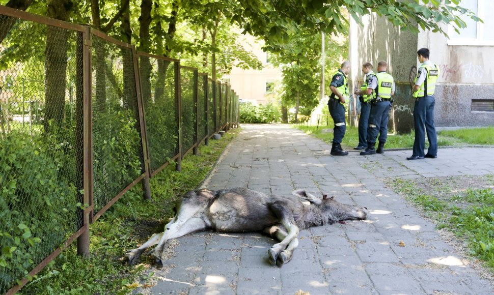 Vilniuje žuvo į gyvenamąjį kvartalą atklydęs briedis