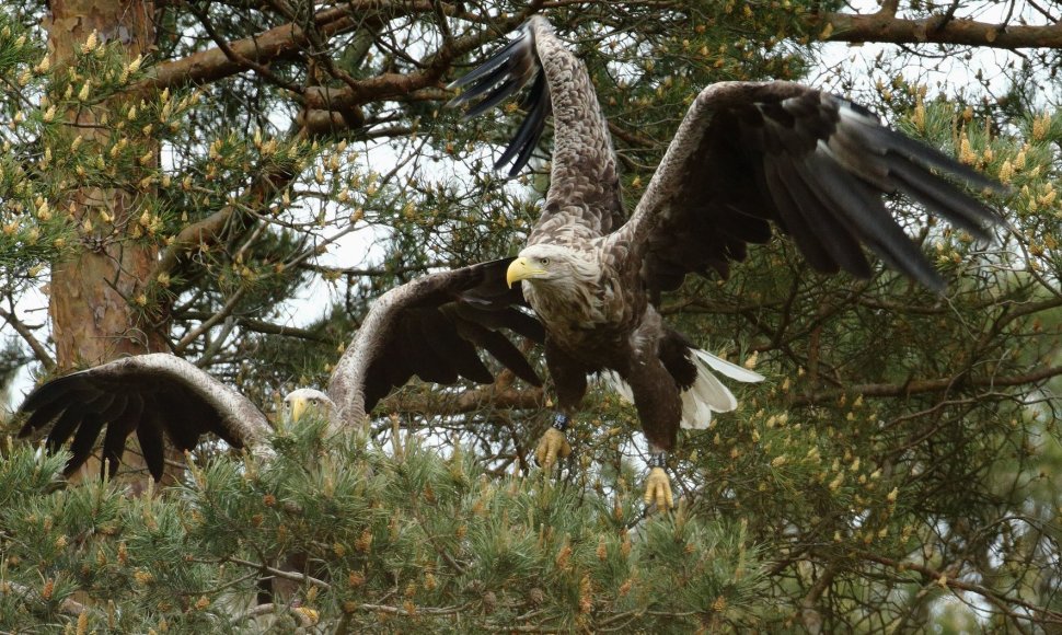 Kuršių nerijoje jauniklius peri „tarptautinė“ erelių pora – patelė dar lizde sužieduota Latvijoje.