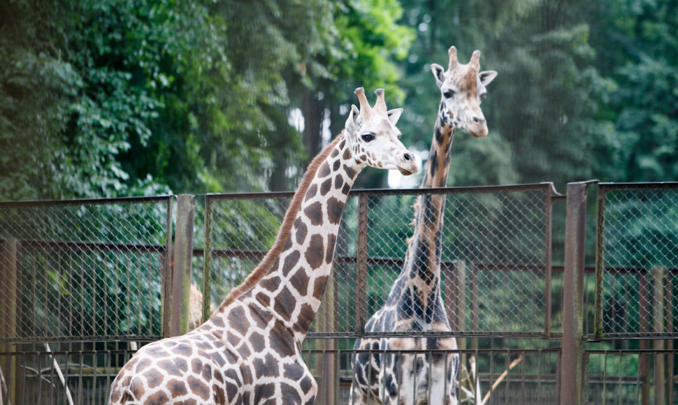 Į zoologijos sodą atgabenta žirafa