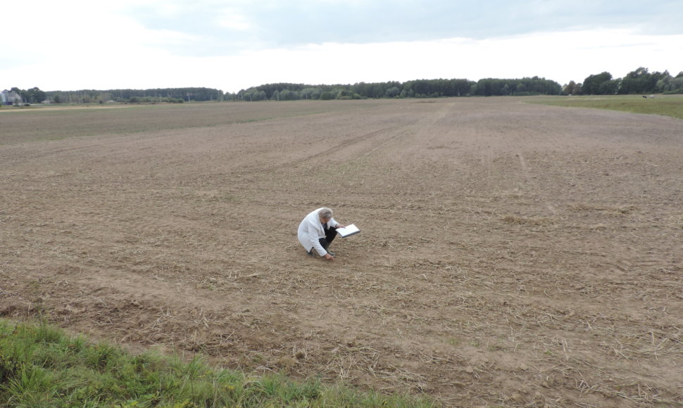 Lokaliai iškritęs stiprus lietus sudarė plutą, pro kurią gležni rapsų daigai neprasikalė