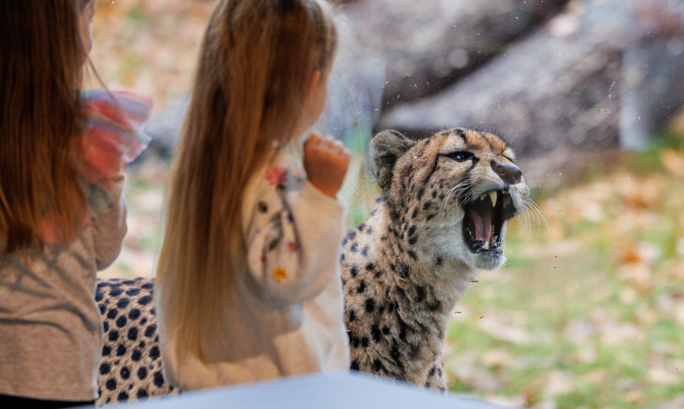 Atsinaujinęs Lietuvos zoologijos sodas