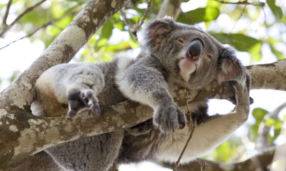 Besiilsinti koala Australijoje