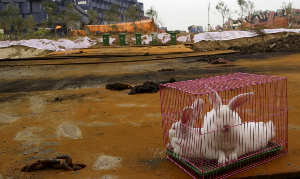 Tiandzino sprogimo vietoje narvuose palikti gyvūnai