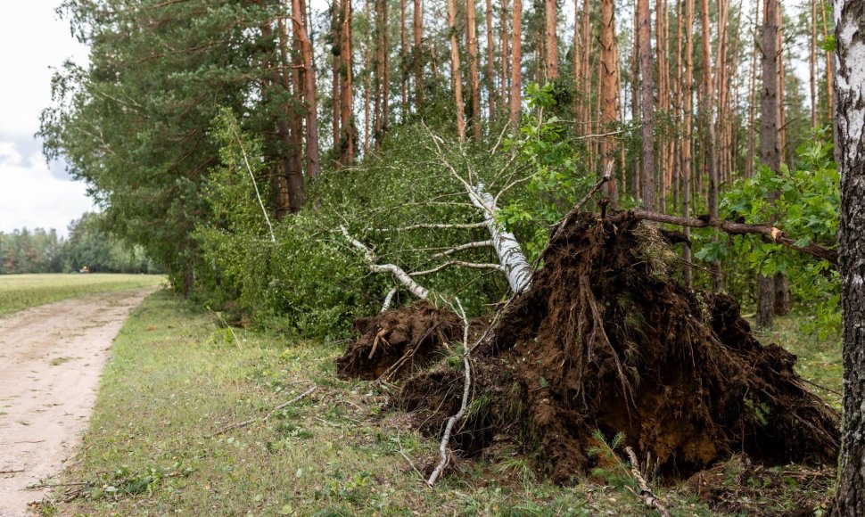 BNS nuotr. Nuvirtęs medis