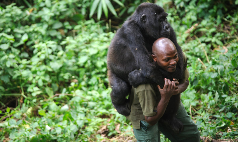 Filmo „Virunga“ kadras 